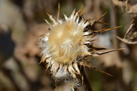 Cabeza de semilla de cardo lechoso - Nombre latino - Silybum marianum