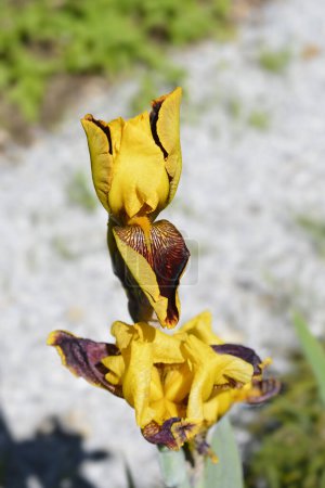Border Bearded Iris Whoop Em Up Blume - lateinischer Name - Iris Whoop Em Up