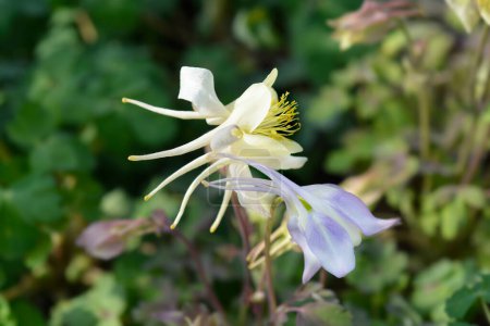 Photo for Common columbine flowers - Latin name - Aquilegia vulgaris - Royalty Free Image