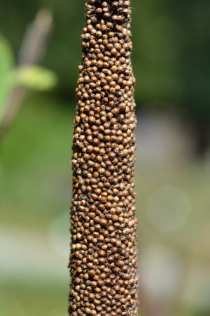 Graines de millet de scirpe - Nom latin - Cenchrus americanus