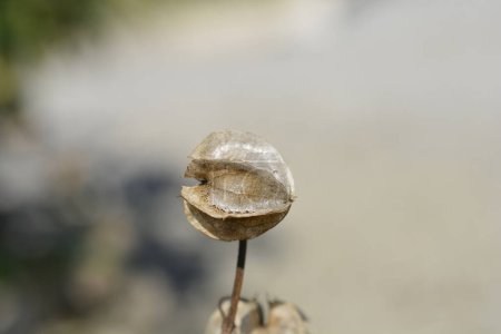Pomme du Pérou graines en écale - Nom latin - Nicandra physalodes