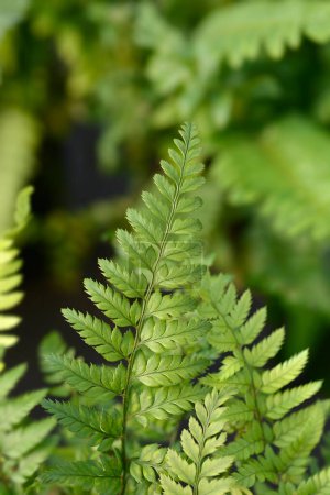 Korean rock fern leaves - Latin name - Polystichum luctuosum