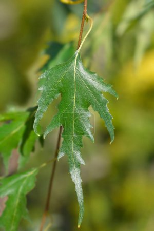 Blätter der Europäischen Birke Gracilis - lateinischer Name - Betula pendula Gracilis