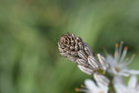 Summer Asphodel flower buds - Latin name - Asphodelus aestivus