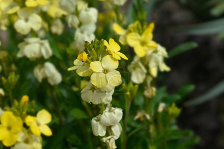 Yellow Wallflowers - Latin name - Erysimum cheiri Primerose Dame