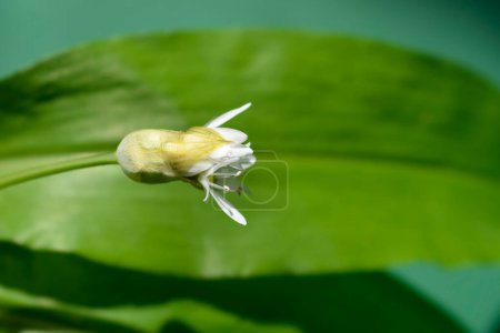 Photo for Wild garlic white flower bud - Latin name - Allium ursinum - Royalty Free Image