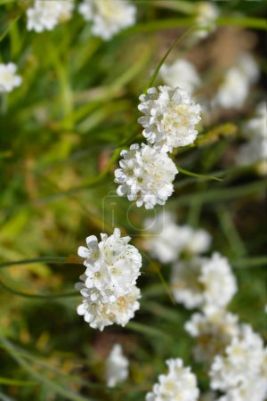 Flor blanca Sea Thrift - Nombre latino - Armeria maritima Alba