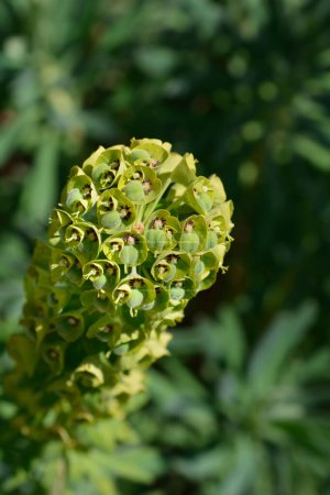 Mediterrane Wolfsmilchblüten - lateinischer Name - Euphorbia perspecias Black Pearl