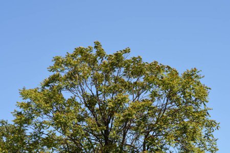 Himmelsbaum gegen blauen Himmel - lateinischer Name - Ailanthus altissima