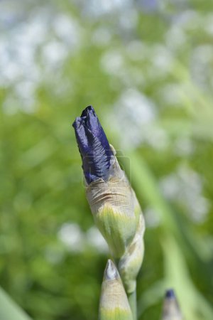 Tall bearded iris blue flower bud - Latin name - Iris Royal Regency