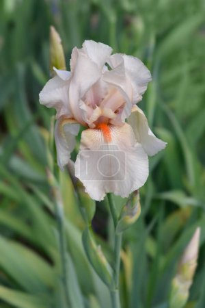 Tall bearded iris pale pink and peach flower - Latin name - Iris barbata elatior Cloudcap