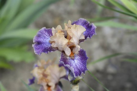Intermediate Bearded Iris apricot, violet and white flower - Latin name - Iris Flying Circus