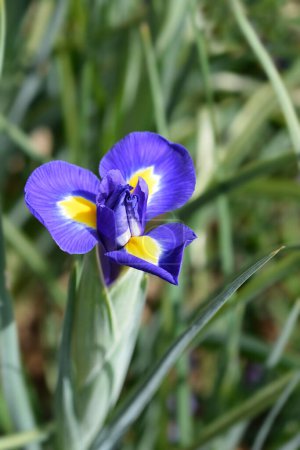Doutch iris flor azul y amarilla - Nombre latino - Iris hollandica Blue Magic