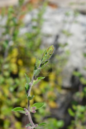 Photo for Yellow germander flower buds - Latin name - Teucrium flavum - Royalty Free Image
