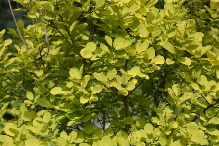 Smoke tree yellow green leaves - Latin name - Cotinus coggygria