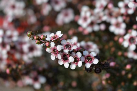 Foto de Árbol de té cultivar flores de color rosa pálido - Nombre latino - Leptospermum scoparium - Imagen libre de derechos