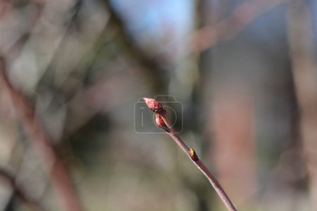 Photo for Blueberry branch with buds - Latin name - Vaccinum corymbosum Brigitta Blue - Royalty Free Image