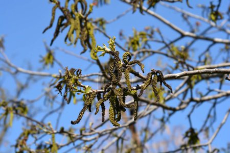 Foto de Common walnut branch with flowers - Latin name - Juglans regia - Imagen libre de derechos