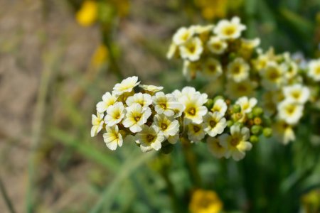 Flores de hierba de ojos amarillos pálidos - Nombre latino - Sisyrinchium striatum