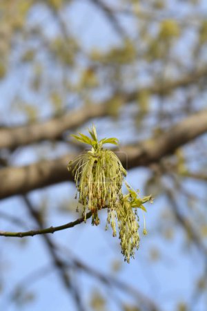 Boxelder flores de arce - Nombre latino - Acer negundo