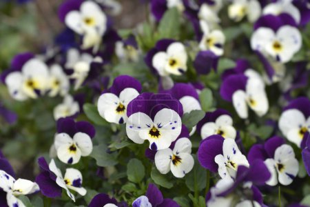 Horned violet white and purple flowers - Latin name - Viola cornuta