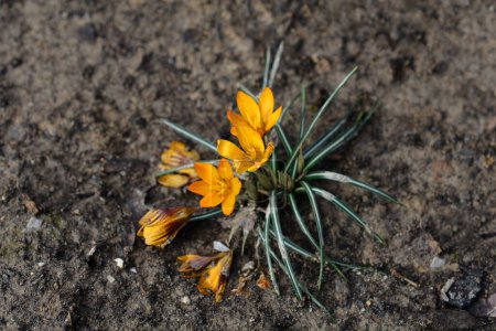 Photo for Crocus orange flowers - Latin name - Crocus Orange Monarch - Royalty Free Image