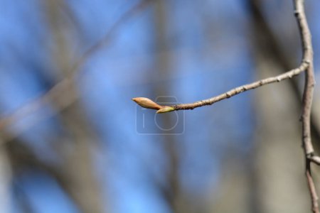 Chinese winter hazel branch with buds - Latin name - Corylopsis willmotiae