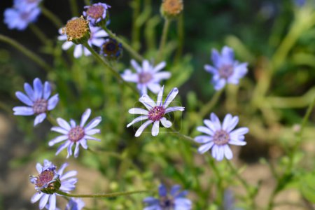 Blue Daisy flower - Latin name - Felicia heterophylla The Blues