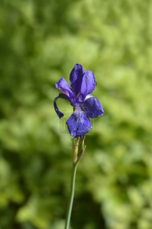 Sibirische Irisblume - lateinischer Name - Iris sibirica