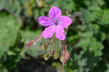 Garten-Storchenschnabel-Blume - lateinischer Name - Erodium manescavii