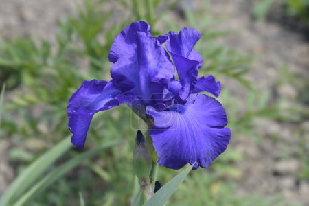 Tall bearded iris Royal Regency flower - Latin name - Iris Royal Regency