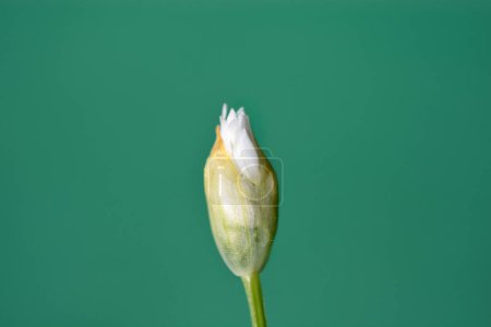 bourgeon de fleur blanche d'ail sauvage - Nom latin - Allium ursinum
