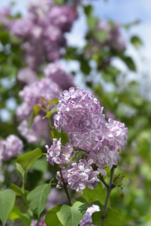 Early hybrid Lilac flowers - Latin name - Syringa x hyacinthiflora Esther Staley