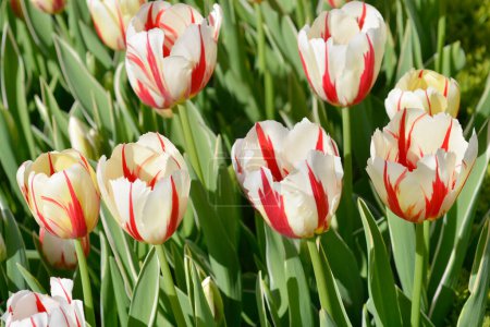 Weiße und rote Tulpenblüten - lateinischer Name - Tulipa Carnaval de Rio