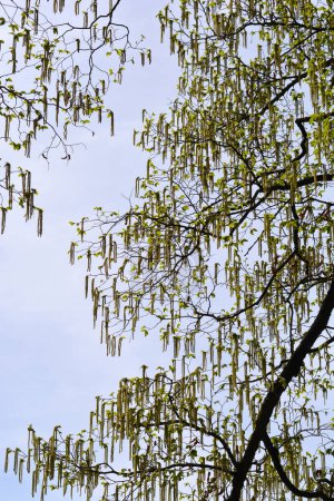 Zweige der Europäischen Hopfenbuche mit Blüten - lateinischer Name - Ostrya carpinifolia