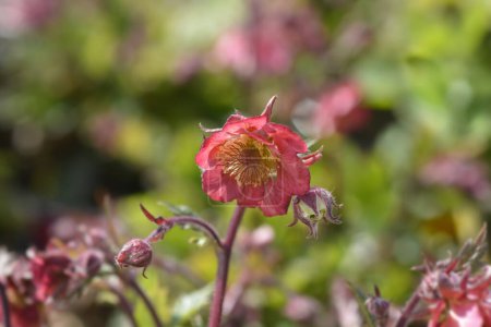 Avens red flowers - Latin name - Geum Tempo Rose