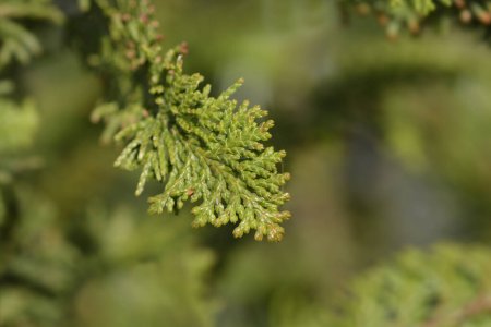 Hinoki cypress branch - Latin name - Chamaecyparis obtusa Dilatush