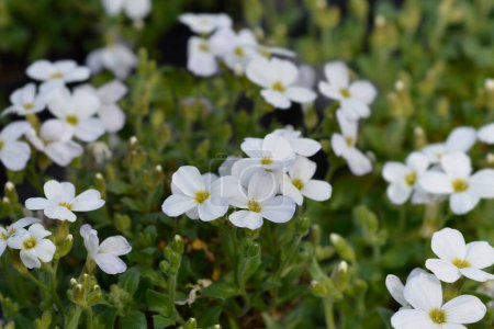 White Rock Cress flowers - Latin name - Aubrieta Axcent White