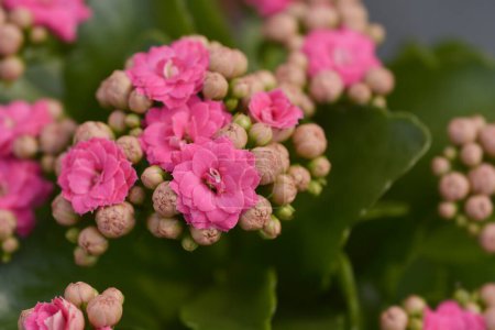 Photo for Pink Florist kalanchoe double flowers - Latin name - Kalanchoe blossfeldiana - Royalty Free Image