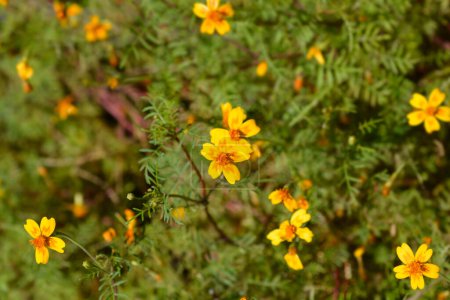 Signet marigold flowers - Latin name - Tagetes tenuifolia
