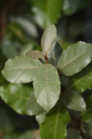 Oleaster Compacta leaves - Nom latin - Elaeagnus x submacrophylla Compacta