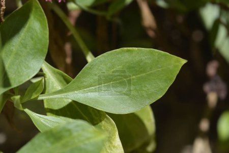 Red valerian leaves - Latin name - Centranthus ruber