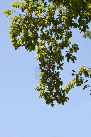 Ramas de carpe orientales con hojas y semillas contra el cielo azul - Nombre latino - Carpinus orientalis