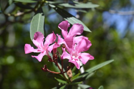 Gewöhnlicher Oleander rosa Blüten - lateinischer Name - Nerium oleander