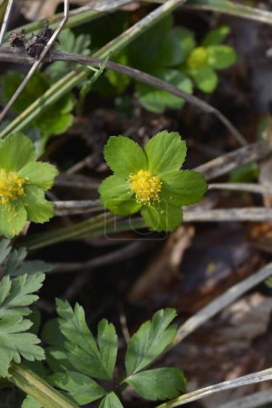 Téléchargez les photos : Fleur verte d'armoise naine - Nom latin - Hacquetia epipactis - en image libre de droit