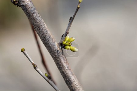 Chinesischer Rotknosenzweig mit Blütenknospen - lateinischer Name - Cercis chinensis Shirobana