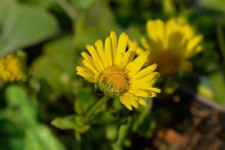 Léopards bane fleur jaune - Nom latin - Doronicum orientale Leonardo Compact