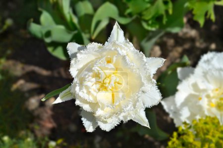 Weiße Tulpenblüte mit zwei späten Fransen - lateinischer Name - Tulipa Snow Kristall