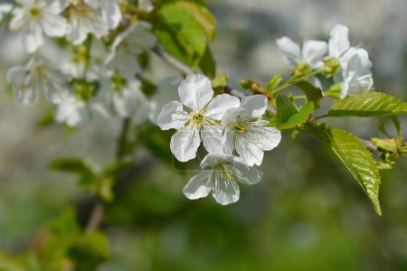 Sweet cherry branch with white flowers - Latin name - Prunus avium
