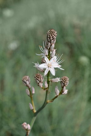 Summer Asphodel flowers - Latin name - Asphodelus aestivus